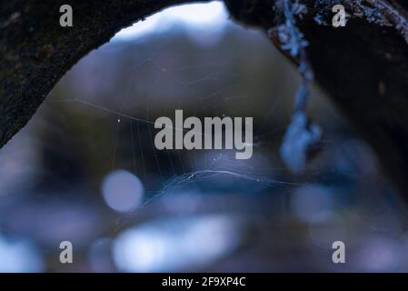 una rete di ragno abbandonata su un ramo spesso, un cobweb incorniciato da un ramo spesso Foto Stock