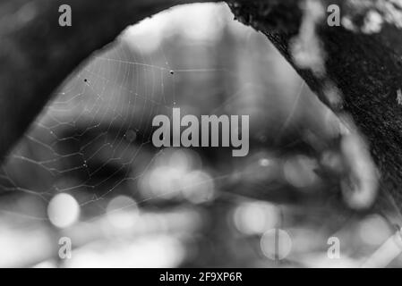 una rete di ragno abbandonata su un ramo spesso, un cobweb incorniciato da un ramo spesso, foto in bianco e nero Foto Stock