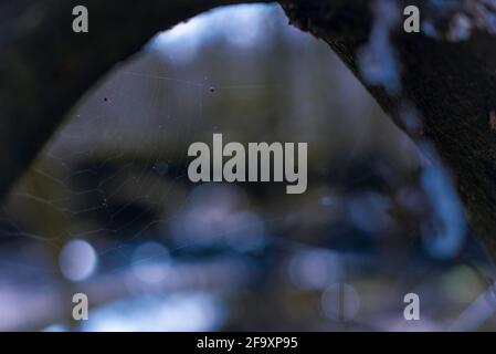 una rete di ragno abbandonata su un ramo spesso, un cobweb incorniciato da un ramo spesso Foto Stock