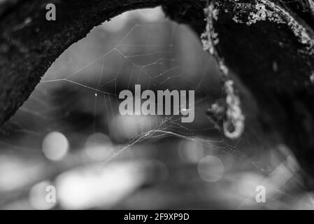 una rete di ragno abbandonata su un ramo spesso, un cobweb incorniciato da un ramo spesso, foto in bianco e nero Foto Stock