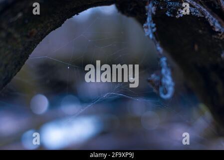 una rete di ragno abbandonata su un ramo spesso, un cobweb incorniciato da un ramo spesso Foto Stock