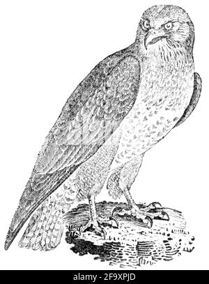 Un uccello inciso da Thomas Bewick da 'la storia degli uccelli britannici' di Foto Stock