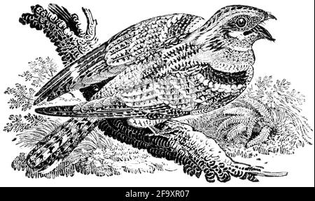 Un uccello inciso da Thomas Bewick da "la storia degli uccelli britannici" Foto Stock
