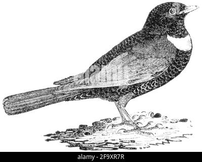Un uccello inciso da Thomas Bewick da 'la storia degli uccelli britannici' di Foto Stock