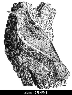 Un uccello inciso da Thomas Bewick da 'la storia degli uccelli britannici' di Foto Stock