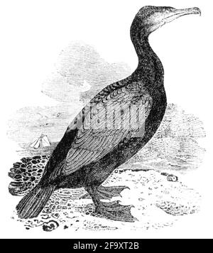 Un uccello inciso da Thomas Bewick da 'la storia degli uccelli britannici' di Foto Stock