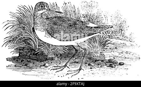 Un uccello inciso da Thomas Bewick da 'la storia degli uccelli britannici' di Foto Stock