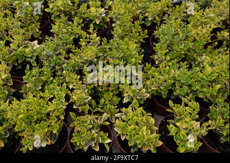 Euonymus fortunei, il fuso, il fuso di Fortune, il superriduttore invernale o il superriduttore in pentole. Verde natura sfondo Foto Stock