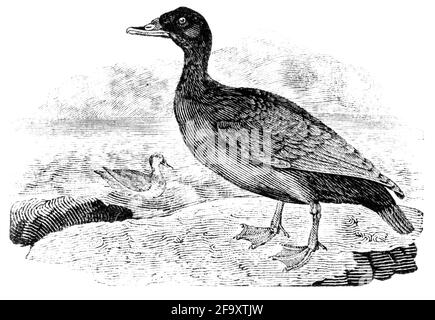 Un uccello inciso da Thomas Bewick da 'la storia degli uccelli britannici' di Foto Stock