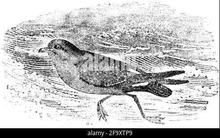 Un uccello inciso da Thomas Bewick da 'la storia degli uccelli britannici' di Foto Stock