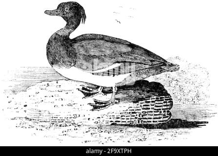 Un uccello inciso da Thomas Bewick da 'la storia degli uccelli britannici' di Foto Stock