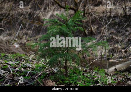 Giovane abete rosso n foresta closeup. Abete giovane selvatico. Foto Stock