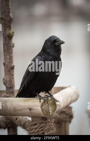 raven si siede su un ponteggio Foto Stock