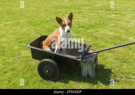 Giovane cane basenji seduto in un cesto di metallo di carrata ruota e chiedendo con il padrone di sguardo di pleading guiderebbe questo freddo taxi canino Foto Stock