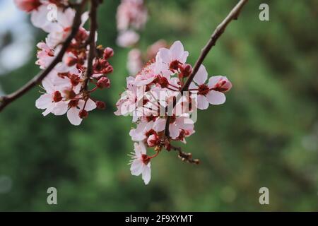 Primo piano di prugna Myrobalan in fiore con sfondo verde nel giardino. Prunus Cerasifera nel Giardino primaverile. Foto Stock