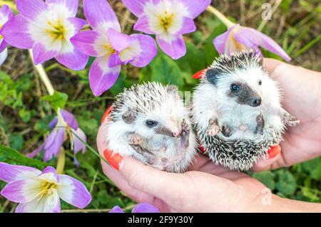 Due hedgehogs afro su uno sfondo di erba e fiori in un primo piano della mano di una donna Foto Stock