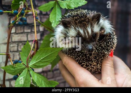 Riccio nero africano a portata di mano persone da vicino Foto Stock