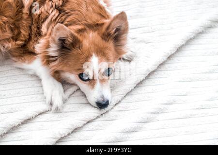 Ritratto di un bel cane dai capelli rossi su sfondo bianco Foto Stock