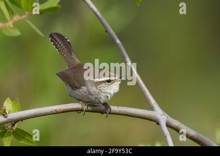 Bewick's Wren (Thryomanes bewickii), Contea di Sacramento California Stati Uniti Foto Stock