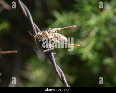 Grasshopper impalito da uno Shrike Red Backed Foto Stock