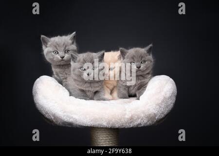 gruppo di diversi cuccioli inglesi di shorthair di colore curioso seduti sopra graffiare il montante affiancato guardando la telecamera sul grigio sfondo Foto Stock