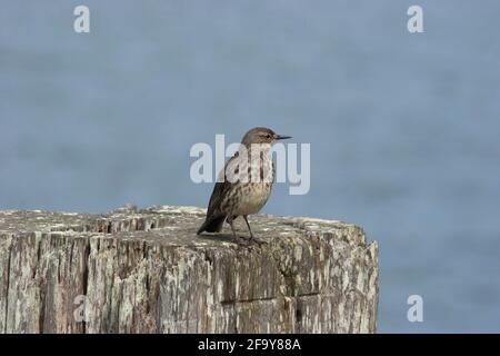 Rock Pipit - Anthus spinoletta seduta su un vecchio molo in legno. Foto Stock