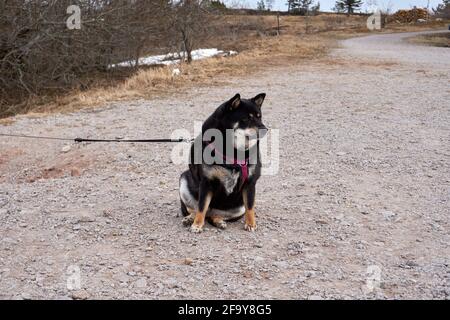 Carino nero e marrone shiba inu seduto su una strada Foto Stock