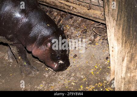 Cucciolo di pigmeo ippopotamo (Choeropsis liberiensis o Hexaprotodon liberiensis) Foto Stock