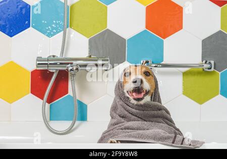 Cane in una vasca da bagno avvolto in un asciugamano. Dando un bagno a casa  animali concetto: divertente cane coperto di asciugamano in bianco in stile  minimalista bagno Foto stock - Alamy