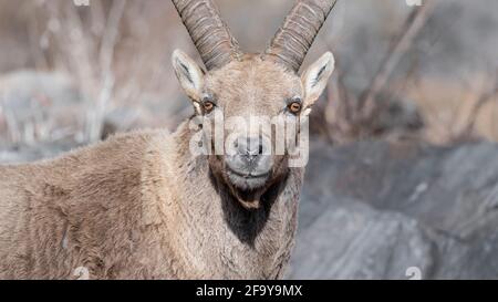 Faccia a faccia con il Re delle Alpi (Capra ibex) Foto Stock