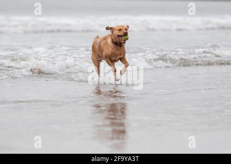 Cardiff, Galles, Regno Unito. 21 Apr 2021. Talisker emerge da un tuffo di mattina presto nel mare a Watch House Bay vicino a Barry Island, mentre il Galles e gran parte del Regno Unito continuano a godersi un clima di primavera regolare. Credit: Mark Hawkins/Alamy Live News Foto Stock