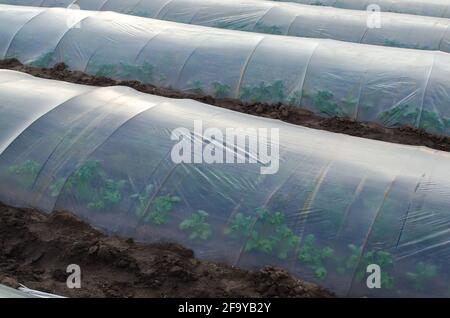 Cespugli di patate in una piantagione di fattoria nascosta sotto una filari di galleria di pellicola di plastica agricola. Coltivare cibo, proteggere le piante dal gelo e dal vento. Crea Foto Stock