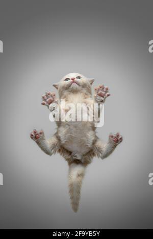 vista dal basso verso l'alto o vista dal basso del piccolo gattino britannico shorthair giacente su vetro invisibile con spazio di copia e sparso gambe e zampe Foto Stock