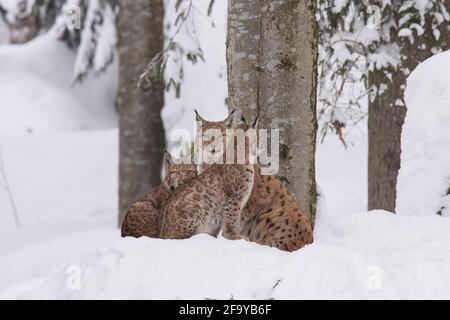 Luchs, Lynx lynx, lynx eurasiatico Foto Stock
