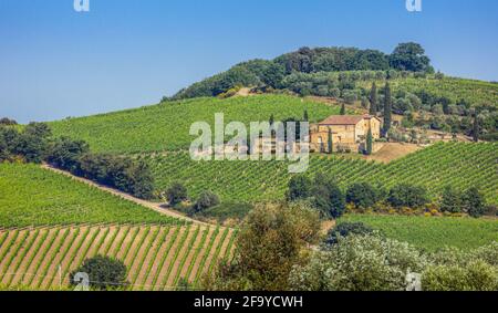 Vigneti vicino Montalcino, provincia di Siena, Toscana, Italia. Foto Stock