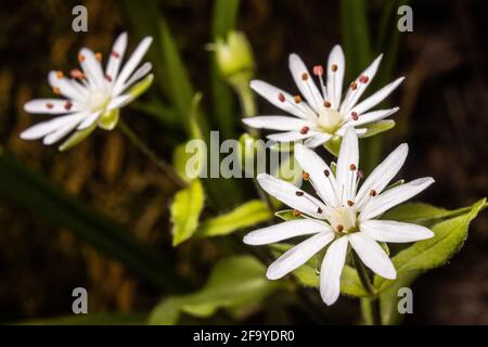 Appalachian pianta vita da vicino. Foto Stock