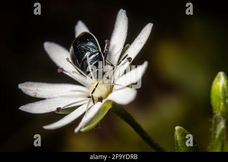 Appalachian pianta vita da vicino. Foto Stock