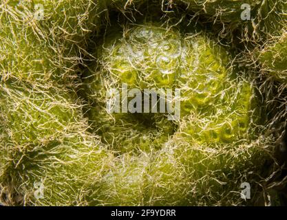 Appalachian pianta vita da vicino. Foto Stock