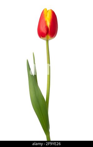 Singolo tulipano rosso giallo e foglie isolate su sfondo bianco Foto Stock