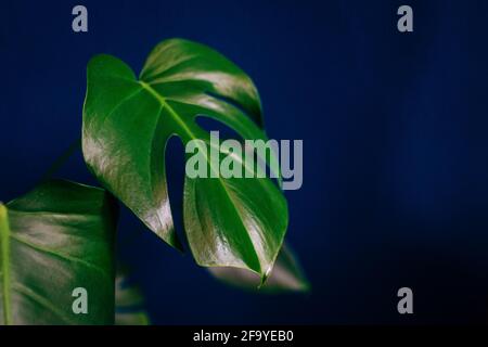 Primo piano di formaggio pianta monstera delisiosa foglie contro a. parete blu scuro Foto Stock