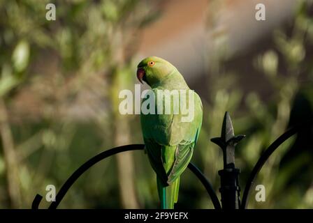 Un parakeet a collo d'anello (Psittacula krameri) che perching su palo di ferro battuto in un giardino. REGNO UNITO Foto Stock