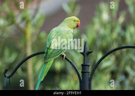 Un parakeet a collo d'anello (Psittacula krameri) che perching su palo di ferro battuto in un giardino. REGNO UNITO Foto Stock