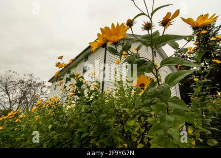 Una bianca, clapperboard Shaker casa nel Canterbury Shaker Village, New Hampshire, Stati Uniti, visto attraverso alti girasoli. Foto Stock