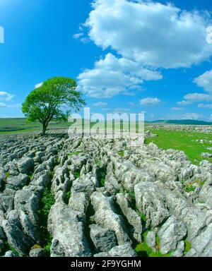 Regno Unito, Inghilterra, North Yorkshire, Dales, Malham Cove, pavimentazione in pietra calcarea, Foto Stock