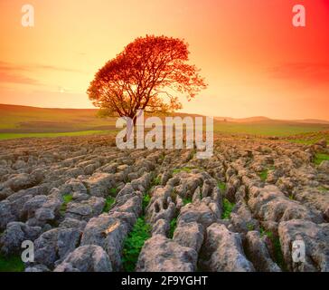 Regno Unito, Inghilterra, North Yorkshire, Dales, Malham Cove, pavimento in pietra calcarea, tramonto, Foto Stock