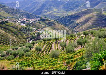 Vale de Mendiz, una valle che si estende lungo la strada da Alijo a Pinhao, è piena di vigneti per produrre il vino Porto famoso in tutto il mondo e il vino Douro. Foto Stock