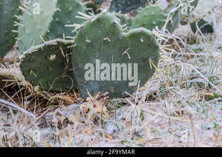 Frozen Prickly Pear Cactus a forma di cuore, circondato da terreno nevoso Foto Stock