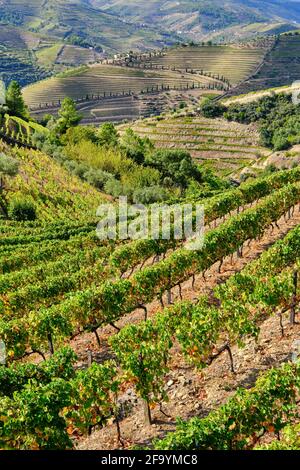 Vale de Mendiz, una valle che si estende lungo la strada da Alijo a Pinhao, è piena di vigneti per produrre il vino Porto famoso in tutto il mondo e il vino Douro. Foto Stock