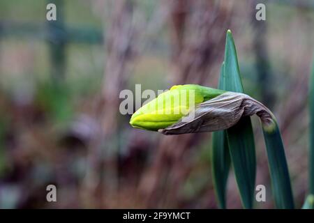 Fiorente borgione di narcisi gialle Foto Stock