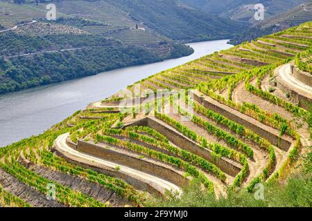 Una nave del fiume Douro che passa lungo i vigneti terrazzati di Chanceleiros, Pinhao. Un sito patrimonio dell'umanità dell'UNESCO, il Portogallo Foto Stock